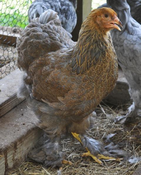 41441_brahma5.jpg