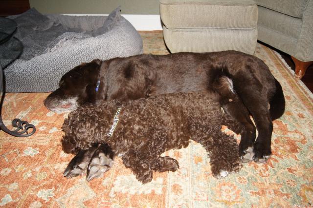 41441_crosby_and_toby.jpg