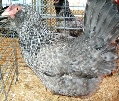 41441_eehencuckoo1a.jpg