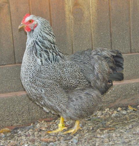 41441_fanny.jpg