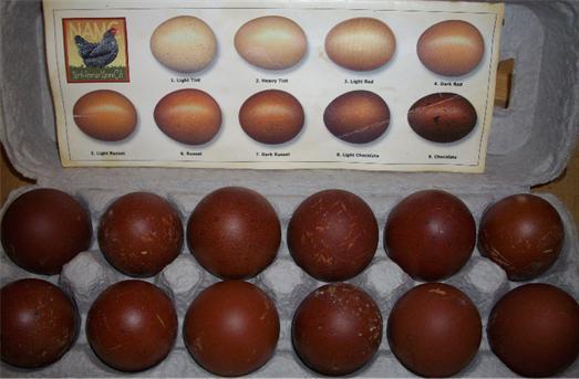 41441_fitz_farm_eggs.jpg