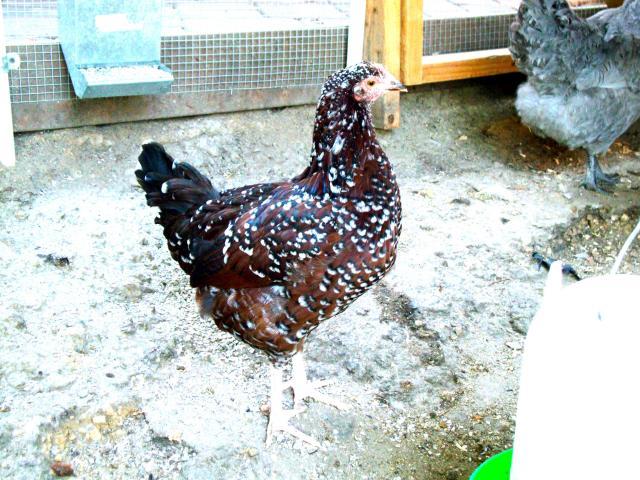 41441_lettie_2.jpg
