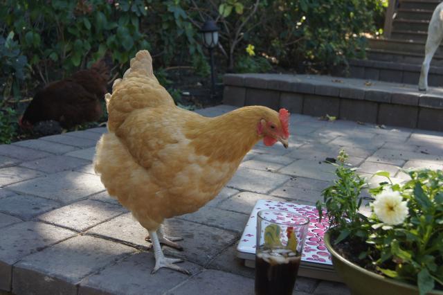 41441_lucy_enjoying_pepsi.jpg
