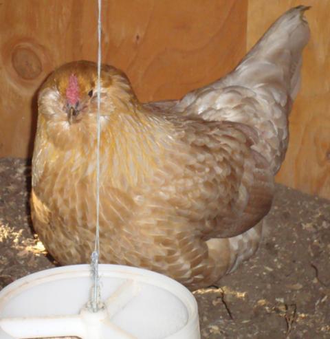 41441_mildred3.jpg