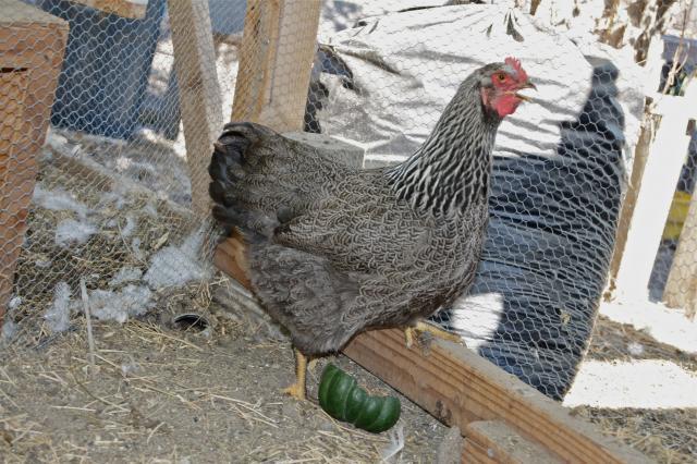 41441_sppr_gold_hen1.jpg