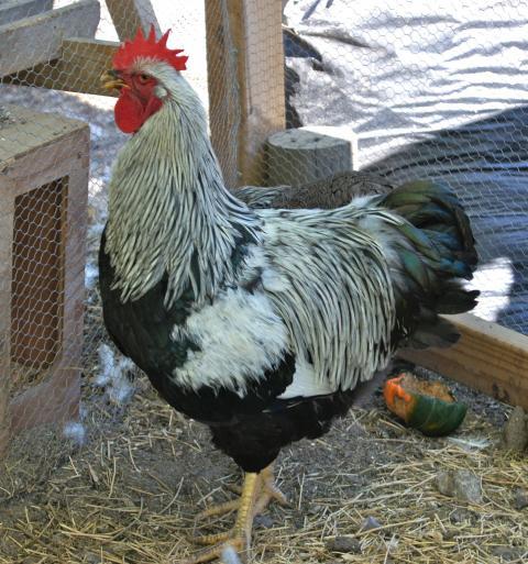 41441_sppr_roo.jpg