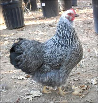 41441_spprz.jpg