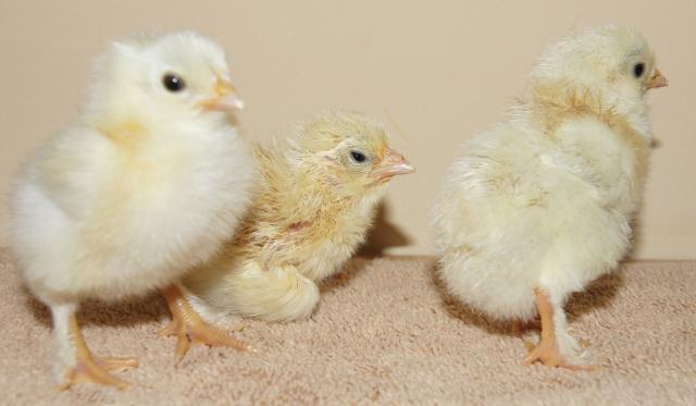 41441_wm3babies.jpg