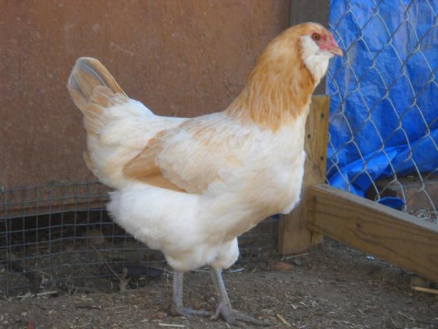 41488_bluwht.jpg