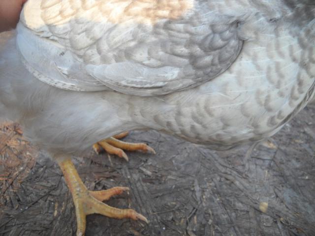41488_bpr2_800x600.jpg