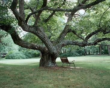 41488_chestnut-tree.jpg