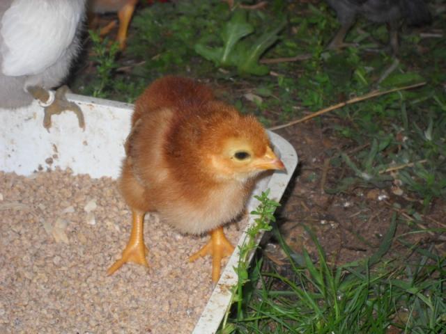 41488_chick.jpg