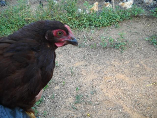 41488_dscn0525_640x480.jpg