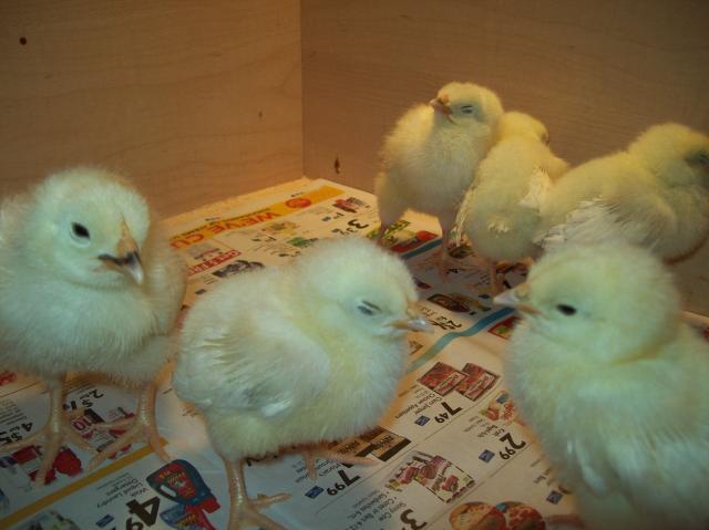41496_sussexchicks23.jpg
