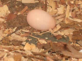 41509_chickenlittleegg.jpg