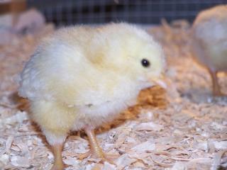 41509_juliechick.jpg