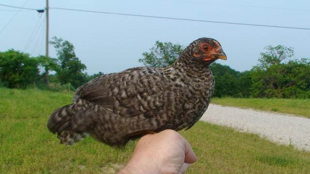 41527_american_game_sallie_x_dom_dave_pullet_spud_2011_june_2011.jpg