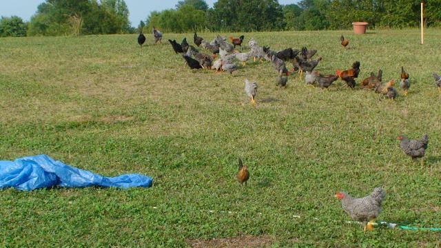 41527_cohorts_invade_front_porch_flock_turf.jpg