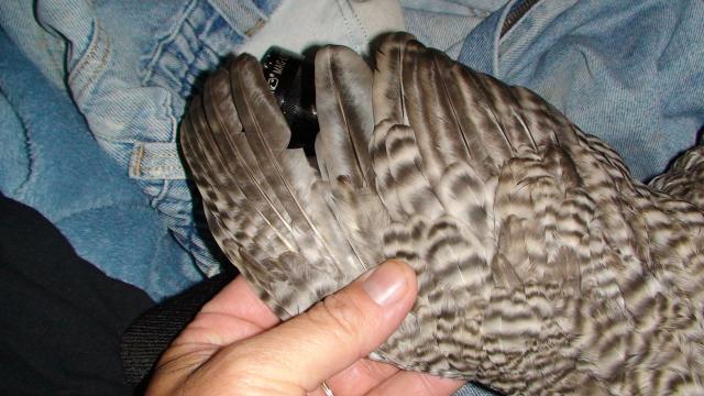 41527_domprivett_x_california_grey_wing_female.jpg