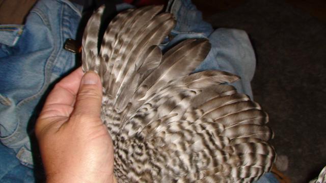 41527_domprivett_x_california_grey_wing_male.jpg