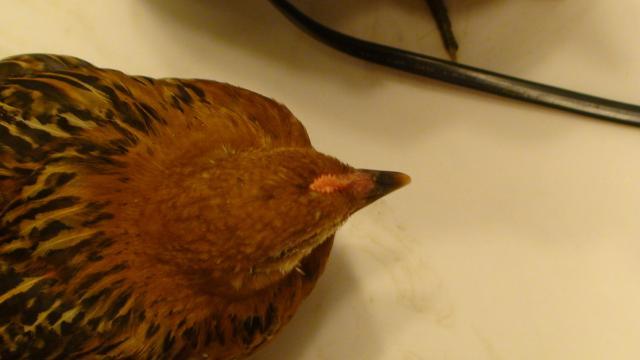 41527_dsc00644.jpg