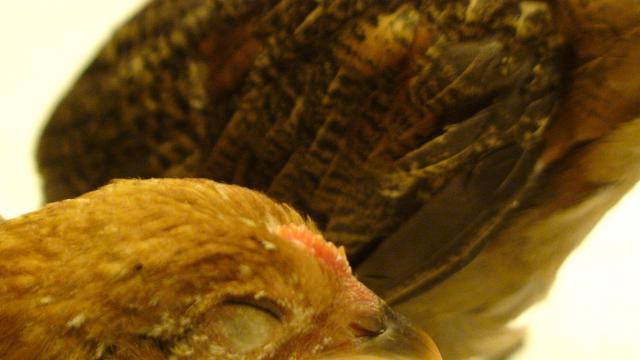 41527_dsc00645.jpg