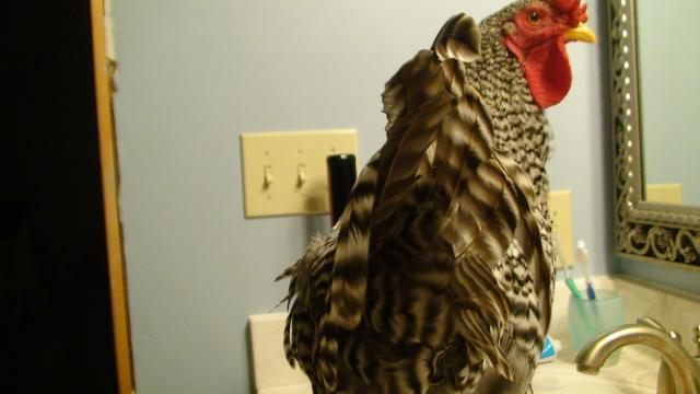 41527_dsc00662.jpg