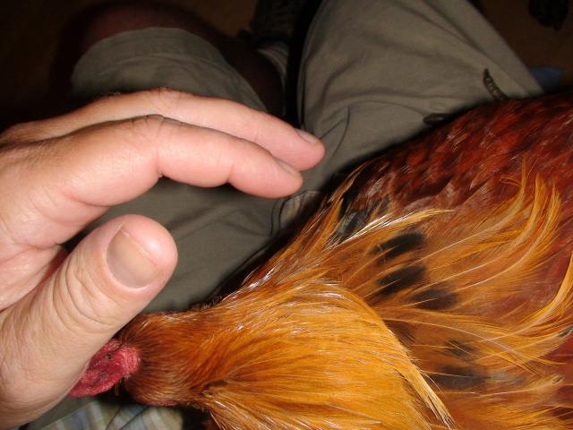 41527_eclipse_molt_eclipse_feathers_dark_rounded_tips.jpg