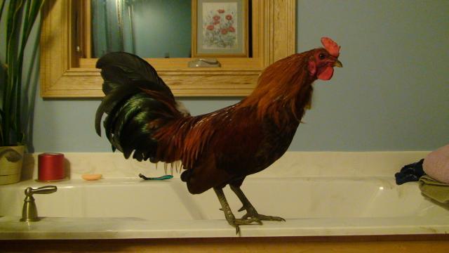 41527_eduard_with_tail_feathers_coming_back_in_2011_october_22.jpg