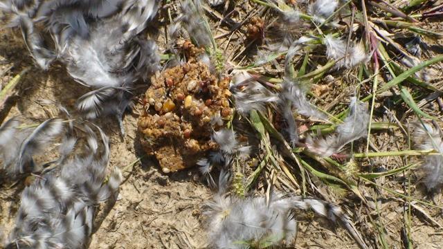 41527_feather_pile_remains_and_crop_contents_closup.jpg