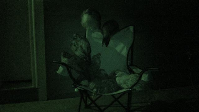 41527_front_porch_flock_with_3_domxs_night_vision_2011_october_24.jpg