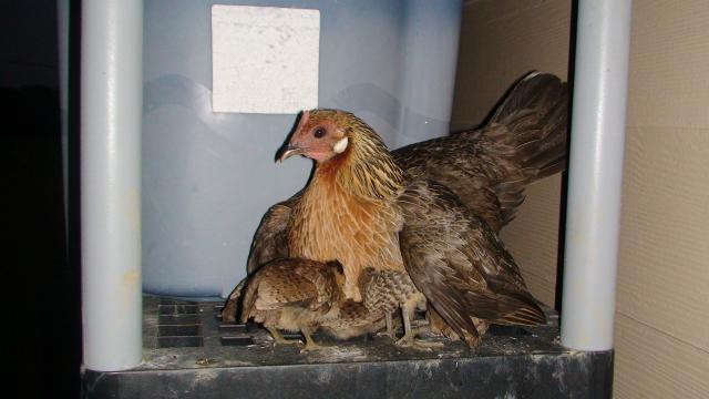 41527_red_jungle_hen_with_chicks_on_elevated_roost.jpg