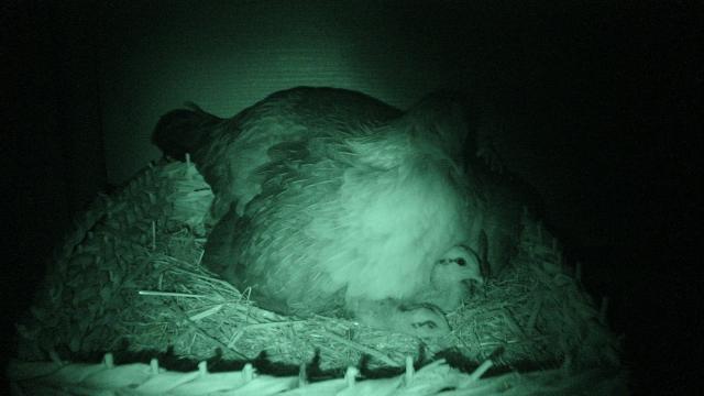 41527_sallie_brooding_chicks_at_night_2011_april_28.jpg