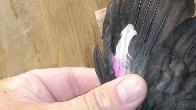 41527_sharpie_mark_red_wing_6_weeks.jpg