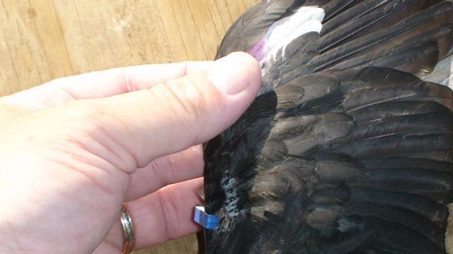 41527_sharpie_mark_red_wing_6_weeks_wingband.jpg