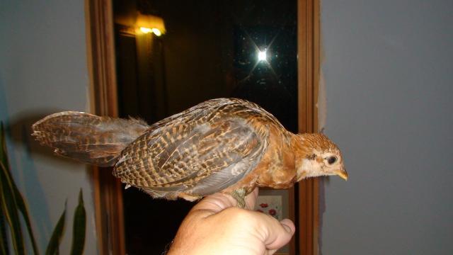 41527_weaned_rjf_x_ag_feathered_head.jpg