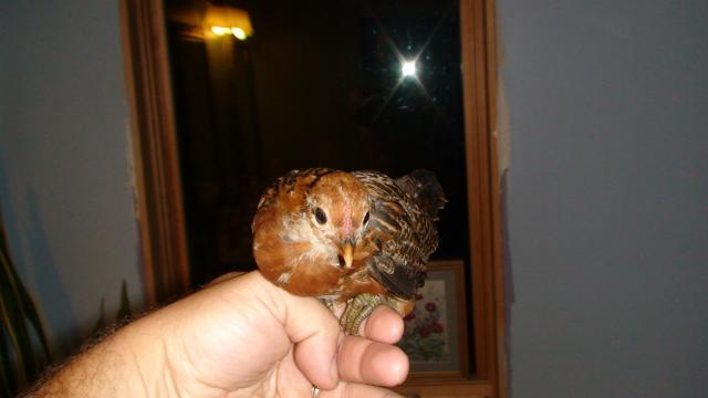41527_weaned_rjf_x_ag_feathered_head_anterior.jpg