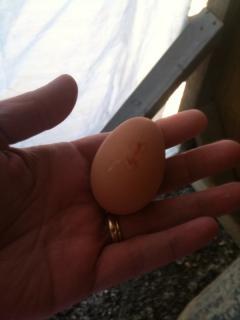 41543_1st_baby_egg.jpg