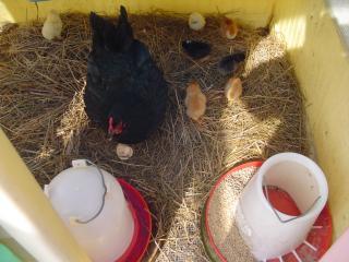 41543_broody_8_babies_03-1411_3.jpg
