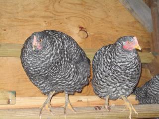 41543_chickens_7.jpg