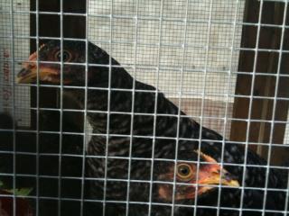 41543_chicks.jpg