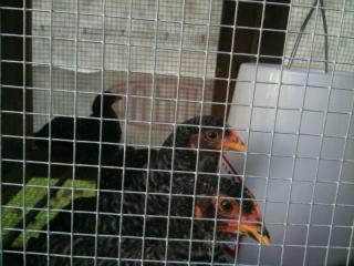 41543_chicks1.jpg
