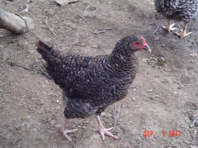 41543_gcm_09-01-11.jpg
