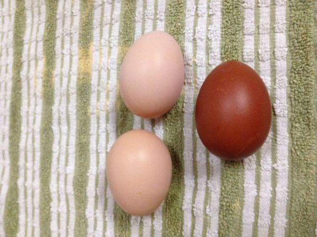 41543_gcm_egg.jpg