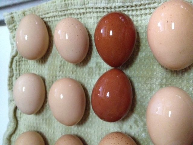 41543_gcm_eggs_1.jpg