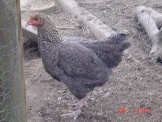 41543_gcm_pullet_09-01-11.jpg