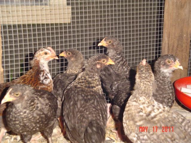 41543_golden_cuckoo_marans_12.jpg