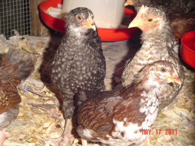 41543_golden_cuckoo_marans_13.jpg