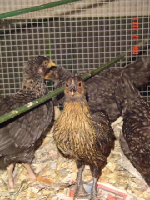 41543_golden_cuckoo_marans_16.jpg