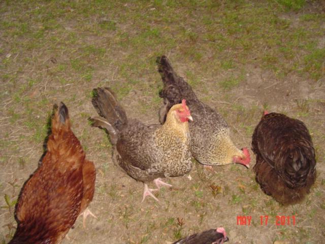 41543_golden_cuckoo_marans_2.jpg